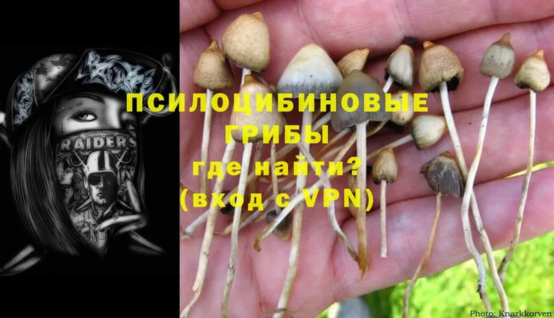 Псилоцибиновые грибы Psilocybine cubensis  Серов 